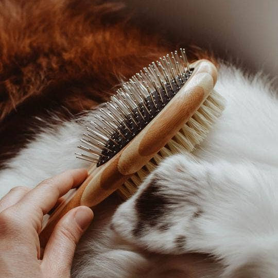 Dog Brush