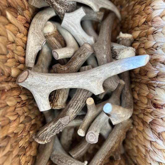 Deer Antler Dog Chew